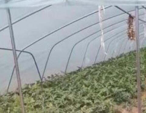点击查看详细信息<br>标题：西瓜专用膜使用案例 阅读次数：7463