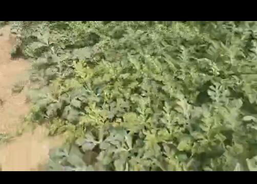点击查看详细信息<br>标题：西瓜专用膜使用案例 阅读次数：7260