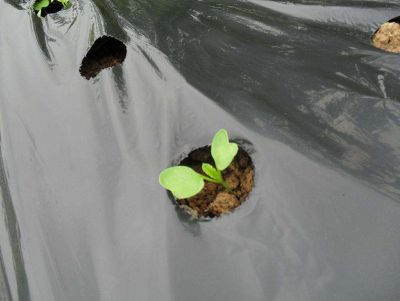 点击查看详细信息<br>标题：除草地膜 阅读次数：4298