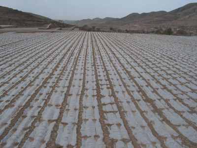 点击查看详细信息<br>标题：地膜 阅读次数：9431
