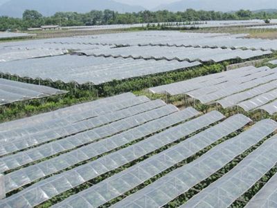 点击查看详细信息<br>标题：葡萄专用膜使用案例 阅读次数：9927