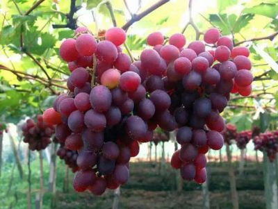 点击查看详细信息<br>标题：葡萄专用膜使用案例 阅读次数：9188