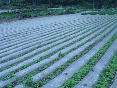点击查看详细信息<br>标题：西瓜专用膜使用案例 阅读次数：8192