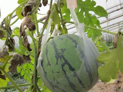 点击查看详细信息<br>标题：西瓜专用膜使用案例 阅读次数：8716