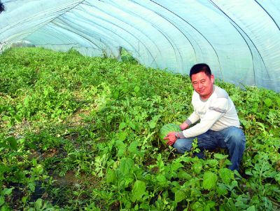 点击查看详细信息<br>标题：西瓜专用膜使用案例 阅读次数：10168