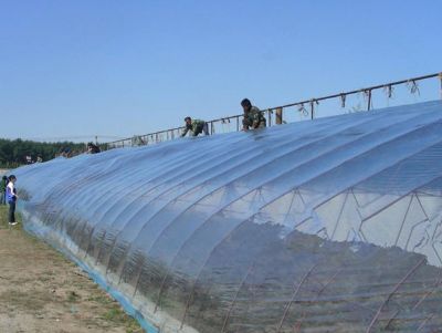 点击查看详细信息<br>标题：流滴膜使用案例 阅读次数：10391