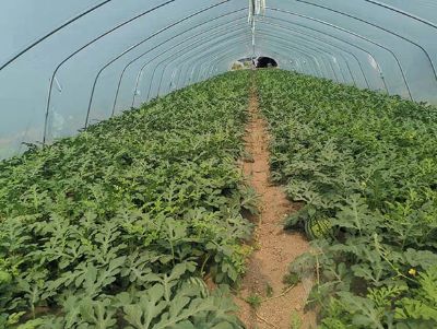 点击查看详细信息<br>标题：西瓜专用膜使用案例 阅读次数：9469