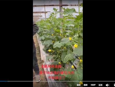 点击查看详细信息<br>标题：金鹏高保温膜，腊月16定顶的黄瓜开始采摘了 阅读次数：428