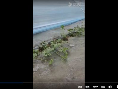 点击查看详细信息<br>标题：金鹏高保温膜，西瓜苗长势喜人 阅读次数：541